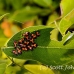 insects_nusalavu_h_0705_2397.jpg
